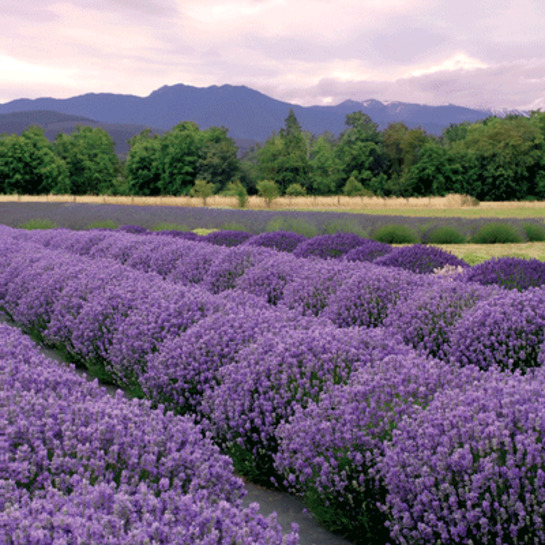 Servítky koktejlové 6521photo