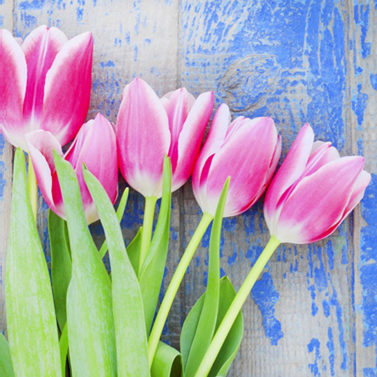 Papierové obrúsky tulipányphoto